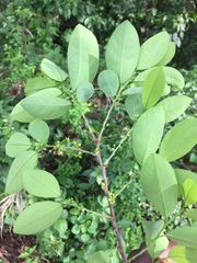 Margaritaria discoidea