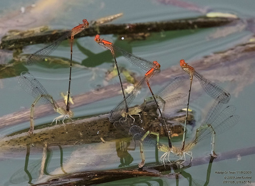 Amelia’s Threadtail