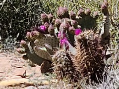 Opuntia basilaris