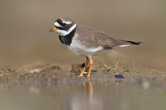 Charadrius hiaticula