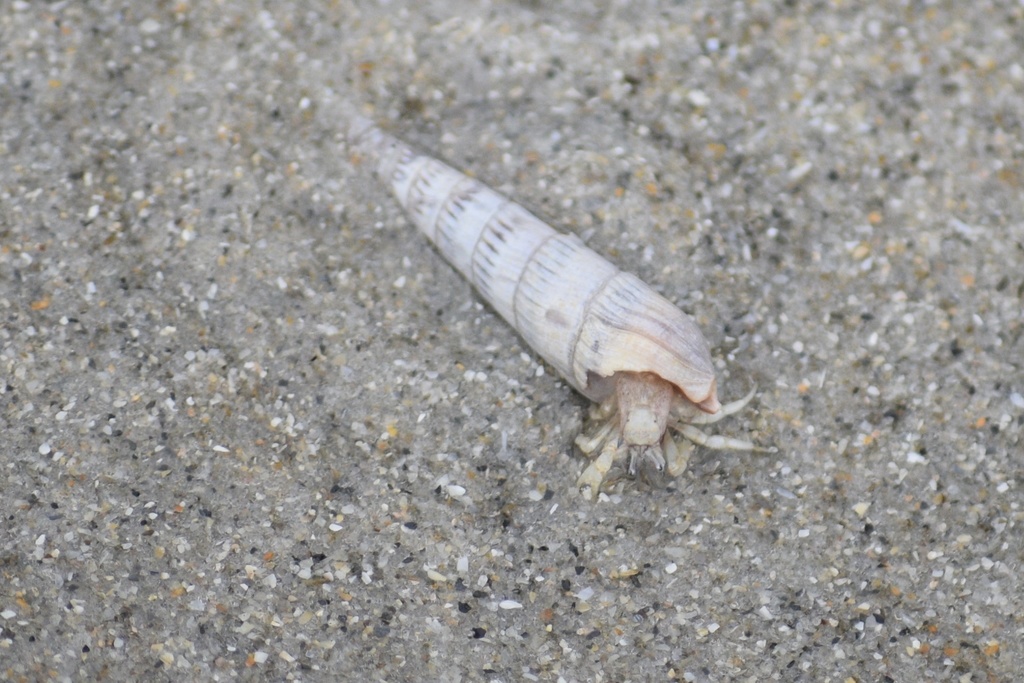 Blue-spot Hermit