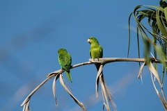 Psittacara holochlorus