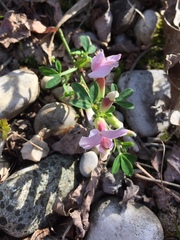 Chamaecytisus purpureus