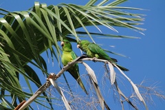 Psittacara holochlorus