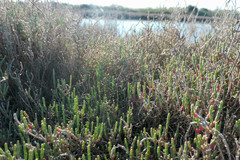 Salicornia europaea