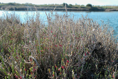 Salicornia europaea