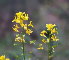 Draba mogollonica