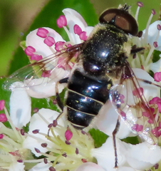 Eristalis saxorum