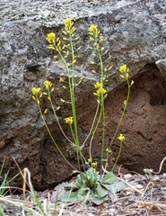 Draba mogollonica