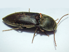 Agriotes obscurus