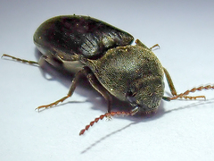 Agriotes obscurus