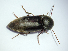 Agriotes obscurus