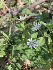 Stellaria corei