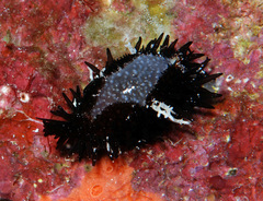 Staphylaea staphylaea