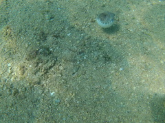 Sphoeroides lobatus