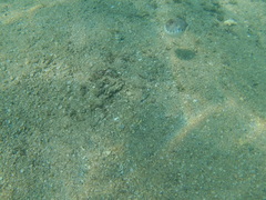 Sphoeroides lobatus