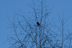 Turdus pilaris