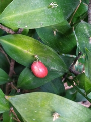 Ruscus hypophyllum
