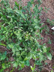 Ruscus hypophyllum