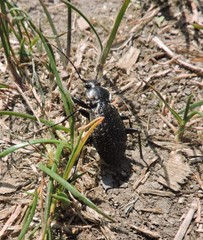Carabus granulatus interstitialis