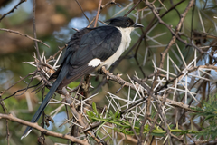 Clamator jacobinus pica