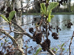 Alnus glutinosa