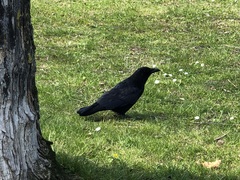 Corvus corone