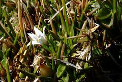 Lobelia oligophylla