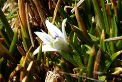Lobelia oligophylla