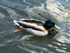 Anas platyrhynchos