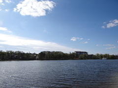 Chroicocephalus ridibundus