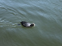 Fulica atra