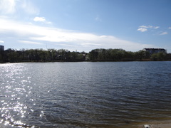 Chroicocephalus ridibundus