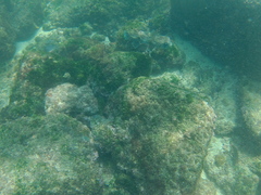 Diodon hystrix