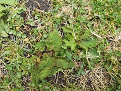Salvia austriaca