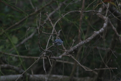 Polioptila albiloris