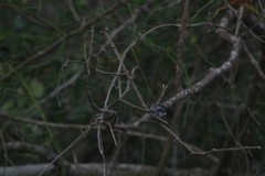 Polioptila albiloris