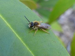 Andrena
