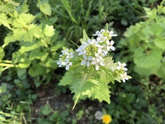 Alliaria petiolata