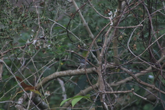 Polioptila albiloris