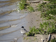Motacilla alba