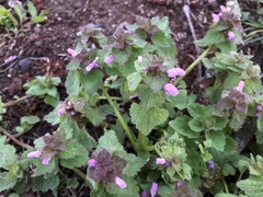 Lamium purpureum