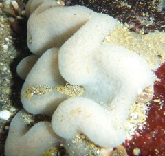 Cystodytes lobatus