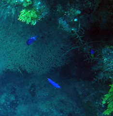 Gramma melacara