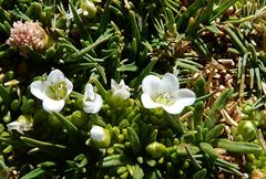 Arenaria rivularis