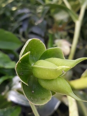 Helleborus foetidus
