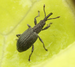 Ceratapion gibbirostre