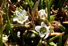 Arenaria rivularis