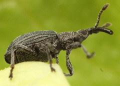 Ceratapion gibbirostre