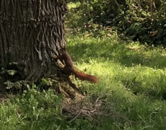 Sciurus vulgaris